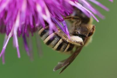 <i>Halictus</i>