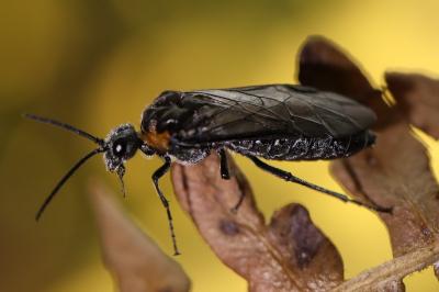 <i>Dolerus haematodes</i>
