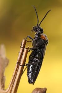 <i>Dolerus haematodes</i>