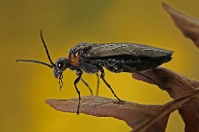 <i>Dolerus haematodes</i>