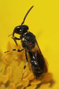 <i>Hylaeus</i>