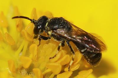 <i>Hylaeus</i>