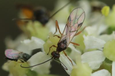 <i>Aleiodes</i>