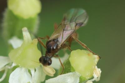 <i>Aleiodes</i>