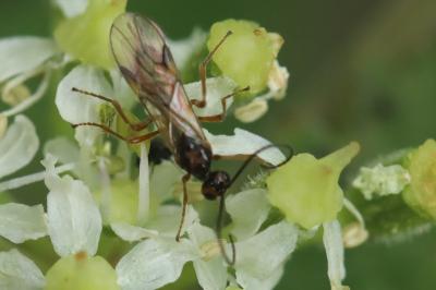 <i>Aleiodes</i>