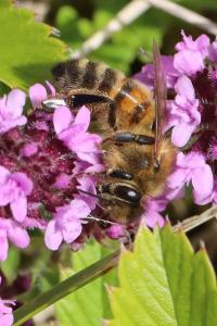 Abeille domestique
