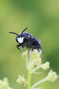 <i>Hylaeus</i>