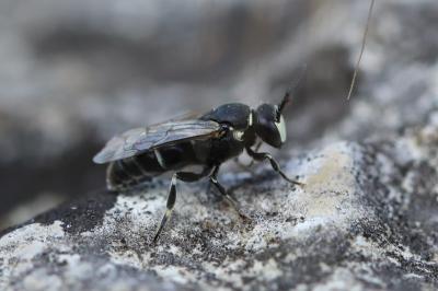 <i>Hylaeus</i>