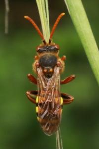 <i>Nomada</i>