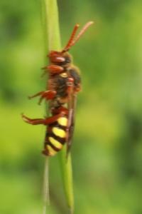 <i>Nomada</i>