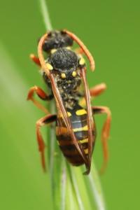 <i>Nomada</i>