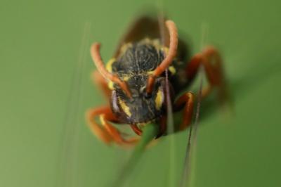 <i>Nomada</i>