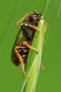 <i>Nomada</i>