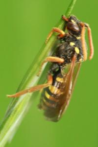 <i>Nomada</i>
