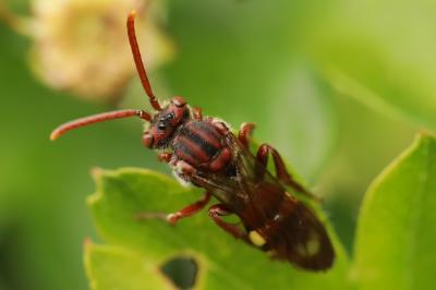 <i>Nomada</i>
