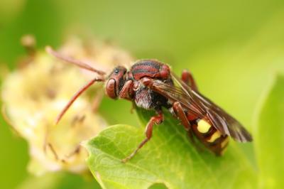 <i>Nomada</i>