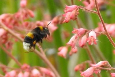 <i>Bombus terrestris/lucorum</i>