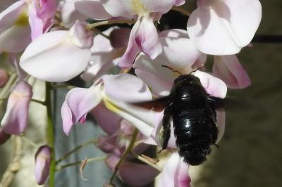 Xylocope violette