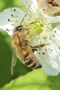 Abeille domestique