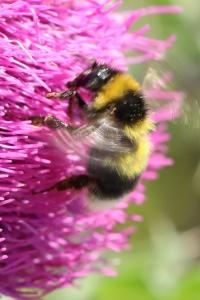 Bourdon des jardins