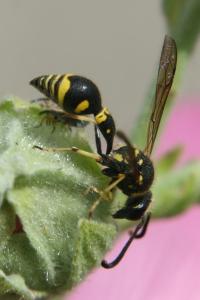 <i>Eumenes</i>