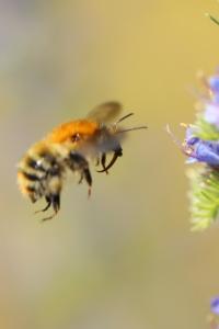 Bourdon des champs