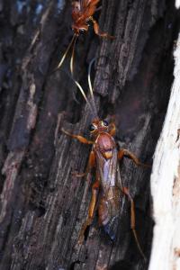 <i>Lymantrichneumon disparis</i>