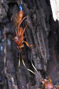 <i>Lymantrichneumon disparis</i>