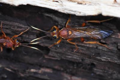 Lymantrichneumon disparis