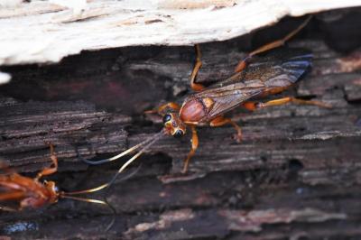 <i>Lymantrichneumon disparis</i>