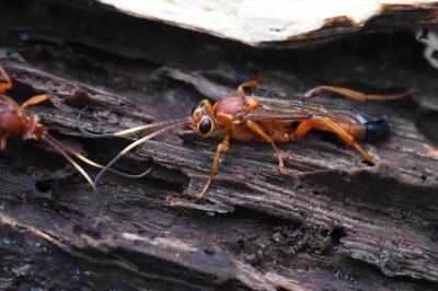 <i>Lymantrichneumon disparis</i>