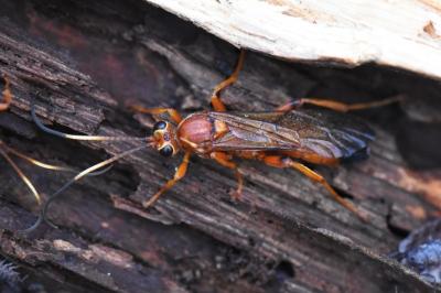 <i>Lymantrichneumon disparis</i>