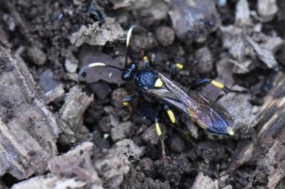 <i>Ichneumon</i>