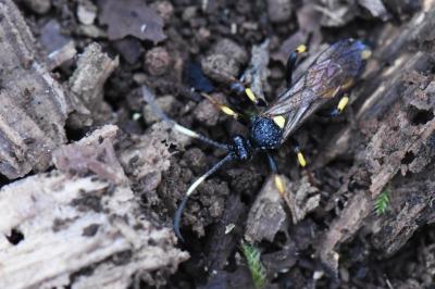 <i>Ichneumon</i>