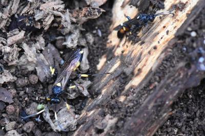 <i>Ichneumon</i>