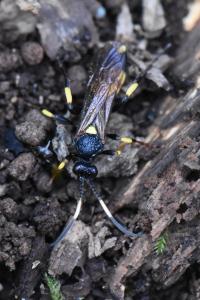 <i>Ichneumon</i>