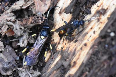 <i>Ichneumon</i>