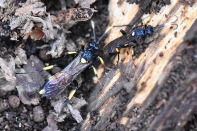 <i>Ichneumon</i>