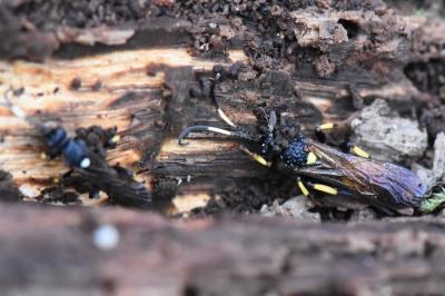 <i>Ichneumon</i>
