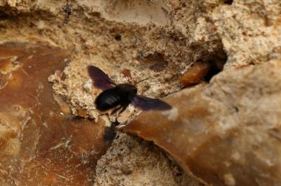 <i>Xylocopa</i>