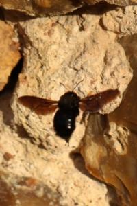 <i>Xylocopa</i>