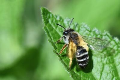 Andrène gravide