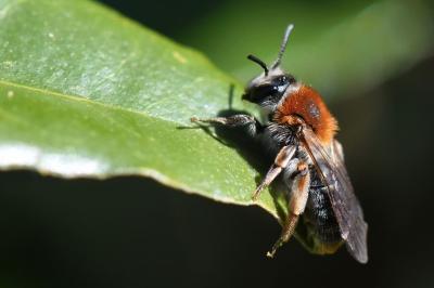 Andrena haemorrhoa