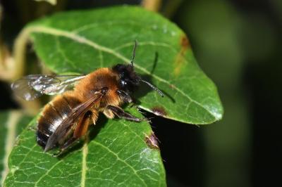 Andrena nigroaenea