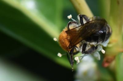 Andrène limpide