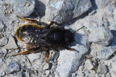 Osmie bicolore des caricoles
