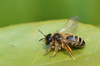 Andrena flavipes