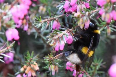 <i>Bombus terrestris/lucorum</i>