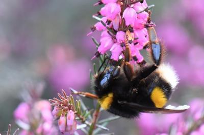 <i>Bombus terrestris/lucorum</i>