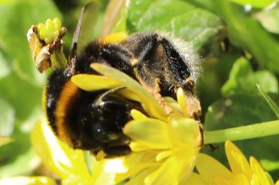 <i>Bombus terrestris/lucorum</i>